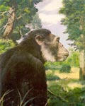 BURIAN. SIVAPITHECUS INDICUS. *jpg, 642×800, 168 Kb